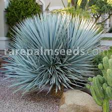 Plant families containing lots of succulent species include the agaves, aloes, cacti, crassulas. Yucca Rigida Blue Yucca Buy Seeds At Rarepalmseeds Com
