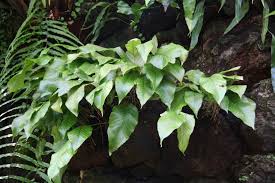 Image result for Pyrrosia