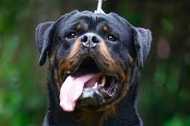 Quite simply, we breed rottweilers which you can undoubtedly be pleased with. King Rottweilers How Much Does A Quality Rottweiler Puppy Cost