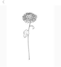 Chrysanthemum Flower Tattoo Chrysanthemum Flower Tattoo Birth Flower Tattoos Chrysanthemum Tattoo