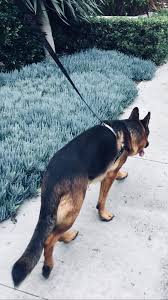 Daffodilsky Adli Kullanicinin German Shepherd Panosundaki Pin Goruntuler Ile