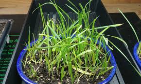 You can be sure of the nutritional profile. Growing Cat Grass For Your Feline Is It Safe