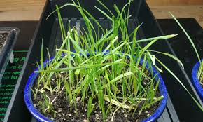 This is a guide about growing and using catnip (and cat grass). Growing Cat Grass For Your Feline Is It Safe