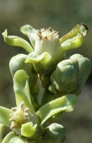 Image result for Trichilia prieuriana