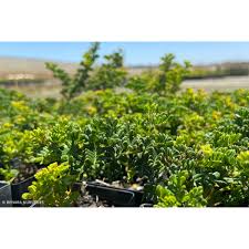 Image result for Acacia lasiopetala