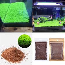 We did not find results for: Cheap Aquarium Seeds Find Aquarium Seeds Deals On Line At Alibaba Com