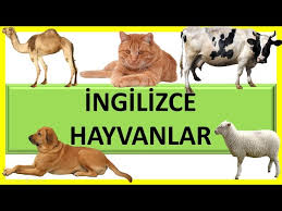 Animals In English For Kids Learning Animals For Kids Youtube