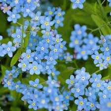 Chinese Forget Me Not Seeds Cynoglossum Amabile Flower Seed Forget Me Nots Flowers Flower Seeds Wildflower Seeds