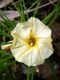 Image result for Ipomoea linosepala