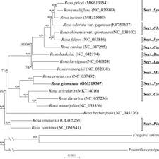 Image result for Vandenboschia gigantea