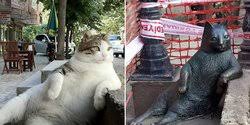 Berbagai peninggalan tersebut berupa senjata dan bendera dengan gambar kucing besar yang van guzelli iskenderun, kucing van terdaftar pertama yang diimpor dari turki oleh laura lushington. Harmoni Penduduk Istanbul Dengan Kucing Merdeka Com