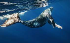 Free for commercial use no attribution required high quality images. Humpback Whale Wallpapers Wallpaper Cave