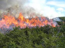 Un incendio forestal es el fuego que se extiende sin control en terreno forestal o silvestre, afectando a combustibles vegetales, flora y fauna. Incendios Forestales El Blog De Franz