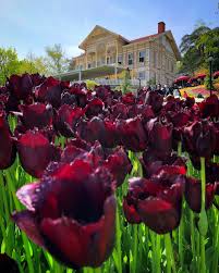 Emirgan Korusu