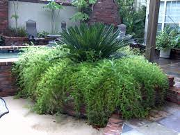 Asparagus Ferns May Be Right For You