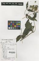 Image result for Aspilia helianthoides