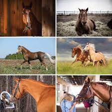 23 Things You Need To Know Before Getting A Horse