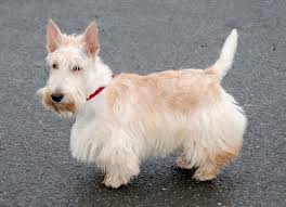 Image result for skotský teriér