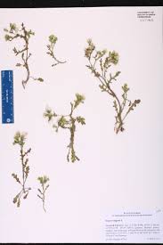 Image result for Senecio sp.no.2