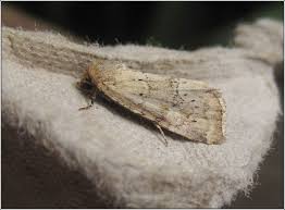 Image result for Photedes minima