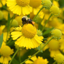 Image result for Helenium autumnale