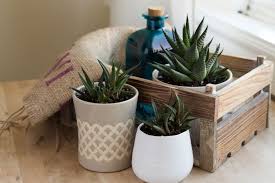 Certain species may be easier than others to propagate. Propagating Haworthia Succulents Learn About Rooting Haworthia Plants