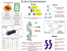 Edexcel B2 Topic 1 Overview Poster Resources Tes Gcse Biology Revision Gcse Science Revision Biology Revision