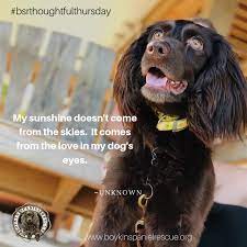 My Sunshine Doesn T Come From The Skies It Comes From The Love In My Dog S Eyes Dog Eyes Boykin Spaniel Spaniel Rescue