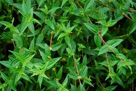 Image result for Pouzolzia