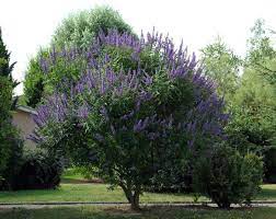 Vitex Agnus Castus Monks Pepper Chaste Tree 50 Seeds In 2021 Chaste Tree Vitex Tree Vitex