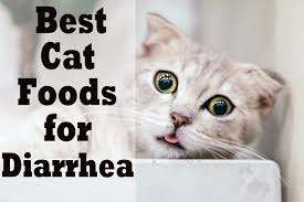 Royal canin feline health nutrition special 33. 7 Best Cat Foods For Diarrhea 2021 Cat Mania