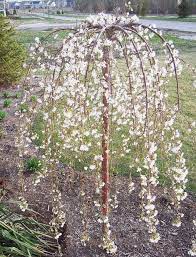 Keep it watered during dry spells and lay a 3 the trees rarely need pruning, except to control size. Dwarf Weeping Cherry Tree Everything You Need To Know