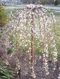 We recommend watering two to twice a week during warm weather. Dwarf Weeping Cherry Tree Everything You Need To Know