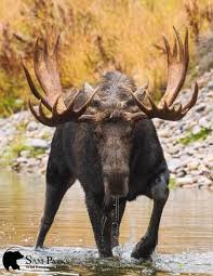 Bull Moose Animals Moose Pictures Moose Hunting