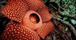 The World S Largest Flower Rafflesia