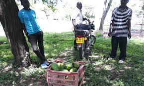 We did not find results for: Carica Papaya A Tree That Keeps On Giving World Agroforestry Transforming Lives And Landscapes With Trees