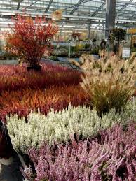 Discover more at your local, independent and family run garden centre, in the heart of your. Bellandris Garten Center Picture Of Bellandris Garten Center Rosenheim Tripadvisor
