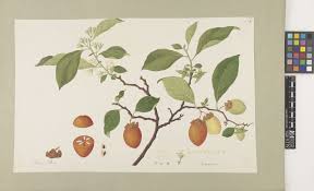 Image result for Diospyros mweroensis