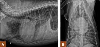Congestive Heart Failure In Canines Today S Veterinary Practice