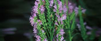 Most gardeners plant their vegetables in the spring to harvest in late spring to early summer. False Dragonhead Obedient Plant Missouri Department Of Conservation