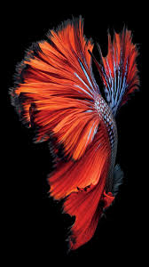 Iphone 7 Default Wallpaper Best Iphone Wallpaper Iphone 7 Default Wallpaper Original Iphone Wallpaper Best Iphone Wallpapers