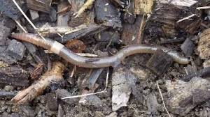 See what threadworms look like in poo. Crazy Worms Threaten America S Trees And Maple Syrup Npr