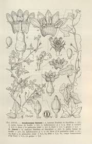 Image result for Corallocarpus welwitschii