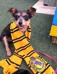 Why go to a dog breeder, cat breeder or pet store to buy a dog or buy a cat when you can adopt? Shelter Sorts Dogs Into Harry Potter Houses Using Personality Over Breed