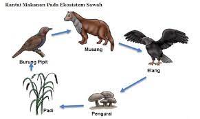 Rumput → kelinci → burung hantu salju → serigala → pengurai. Materi Dan Kunci Jawaban Tematik Kelas 5 Tema 5 Subtema 2 Halaman 56 58 59