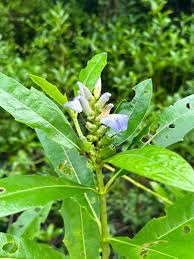 Image result for Aeollanthus homblei