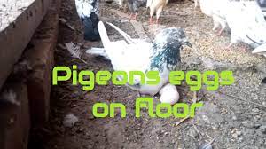 How Long Can Pigeon Eggs Survive Without Incubation Pigeons Laying Eggs On The Floor Part 1 Youtube