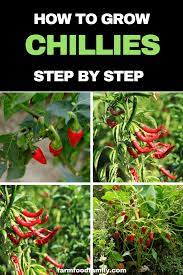 How To Grow Chillies From Seeds Step By Step Gardeningtips Farmfoodfamily Chilli Plant Chilli Plant Care Pepper Plants