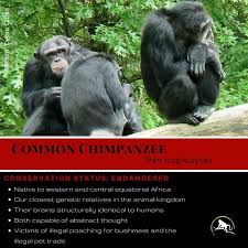 Common Chimpanzee Chimpanzee Primates Monkey Species