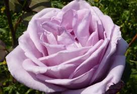 If you are considering adding climbing blue moon roses to your garden don't worry, you should have no problem finding them either online or at your local greenhouses. Blue Moon Rose Hybrid Tea Potted And Bare Root Roses Available To Buy Online From British Roses